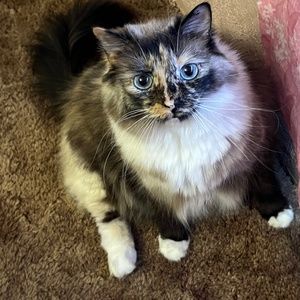 Meet your Posher, Eli. Hello 👋🏻